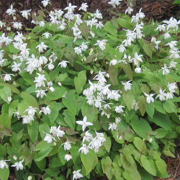 Epimedium or Bishop's Hat
