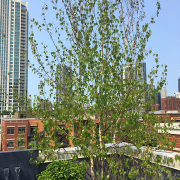 Whitespire Birch