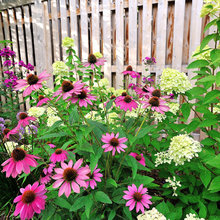 Plants