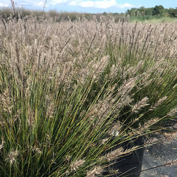 Current Featured Plants - Products