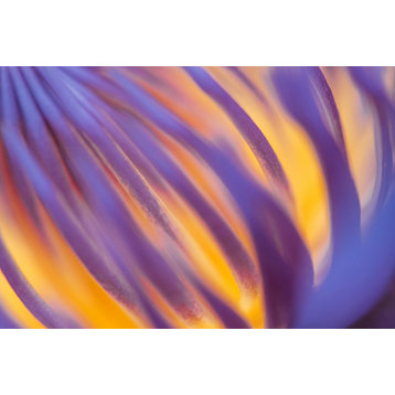 Floral Bloom Wall Art - Purple and Yellow Lotus Filaments Floral Nature Photo, 11" X 14"
