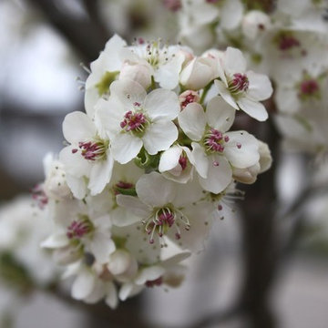 Cleveland Select Pear Tree