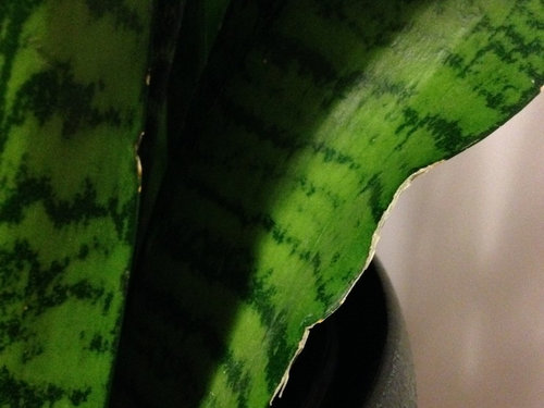 Snake plant home depot-curling? Snake plant home depot-curling?