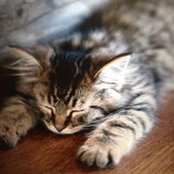 Sandy Ray's photo