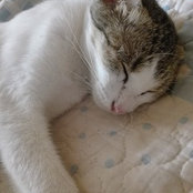 Mae Aswe's photo