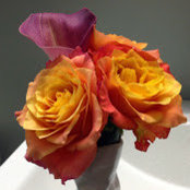Edwina Zant's photo