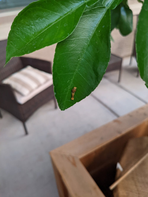 What's eating my citrus leaves?