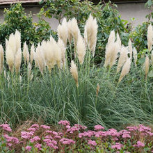 Plants NW