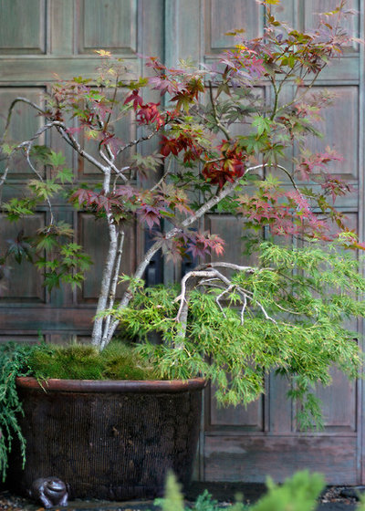 10 Top Trees To Grow In Containers