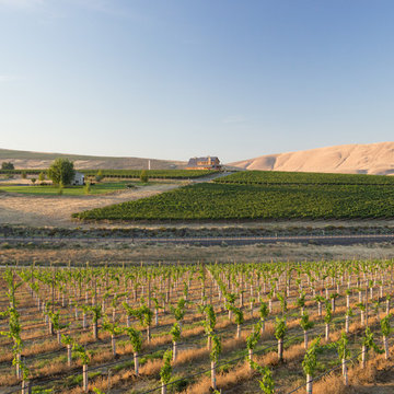 Upchurch Vineyards at a distance.
