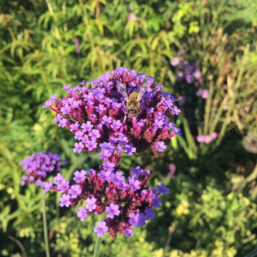 Family Friendly Country Garden in Hampshire