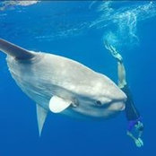 Patrick Bouzat's photo