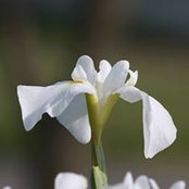 Diana Clark's photo