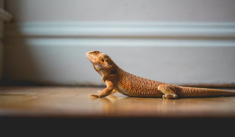 Dragon's Den: Goober the Lizard Conquers the Stairs