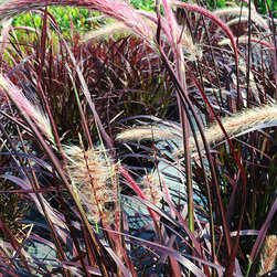 Featured Plants - Products