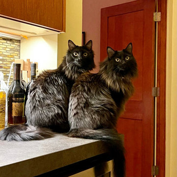Interior Remodel: Arizona bar cats
