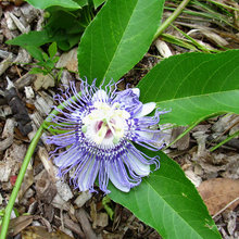nan's flower