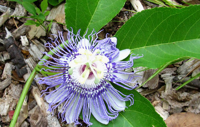 Great Design Plant: Passiflora Incarnata