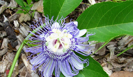 Great Design Plant: Passiflora Incarnata
