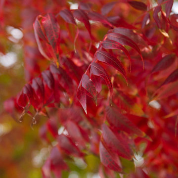 Chinese Pistachio Tree in Fall