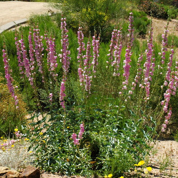 Southwestern Plants