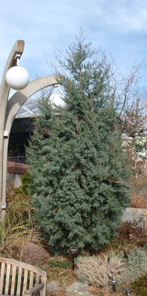 set of conifers, at zone 5 (3 of 3)