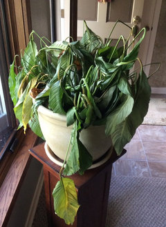 Serious Peace Lily Help | Houzz Forum