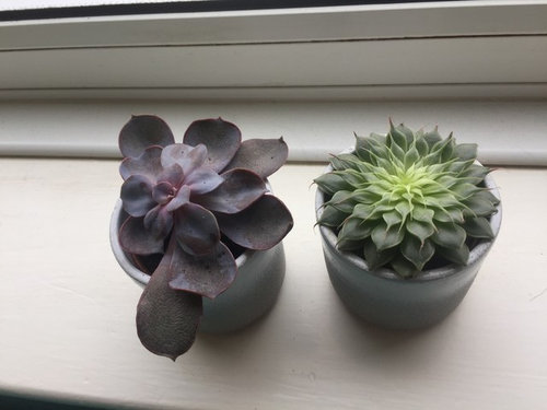 Identification And Help With Succulents