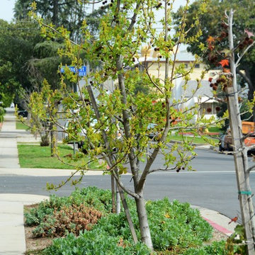 drought tolerant conversion with color