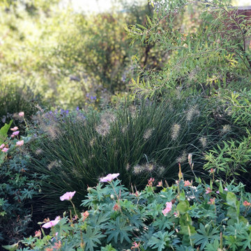 Modern Cottage Garden