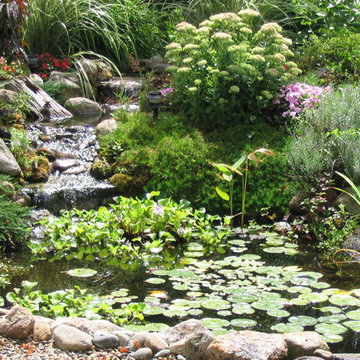 Masicki Backyard Pond - Westport