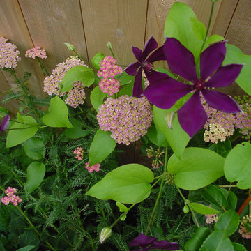 Perennials along a cedar privacy fence