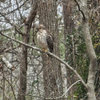 Would this be an immature hawk ?