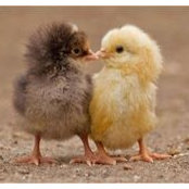 Carol Allen's photo
