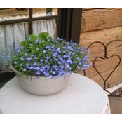 Lynette Callisons foto
