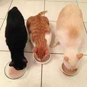 Shin Liao's photo