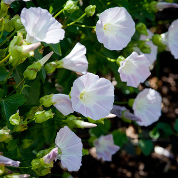 Island Morning Glory