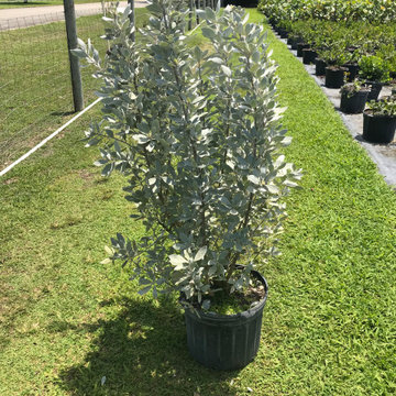 Silver Buttonwood - 7 Gallons