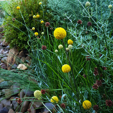 Show Garden 2019 Gold Medal