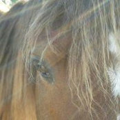 Foto de Debbie Brainard
