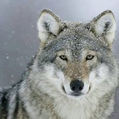 Ronald Yingling's photo