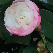 Pamela Bellard's photo