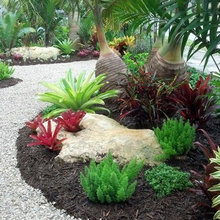 Bromeliad Garden Ideas