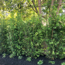 resilient plant overflow