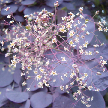 Birthday Gardens