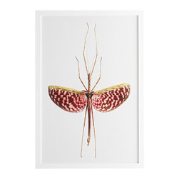 STICK INSECT WALL ART &ndash; SPECKLED - Prints And Posters