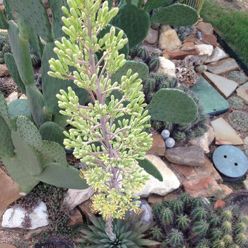 Miscellaneous Cacti & Succulent Landscapes by Rhinamic
