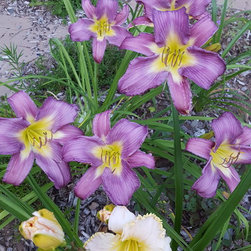 Daylilies - Products