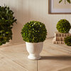 Boxwood Ball Topiary, Pot Large