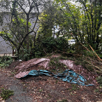 South Seattle Backyard